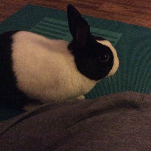 Annabelle thinks yoga time is petting time.